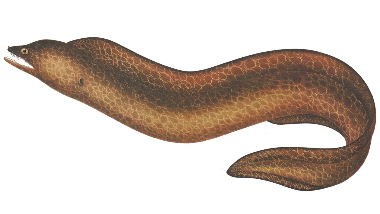 Muraena pseudothyrsoidea od C.W. Mieling