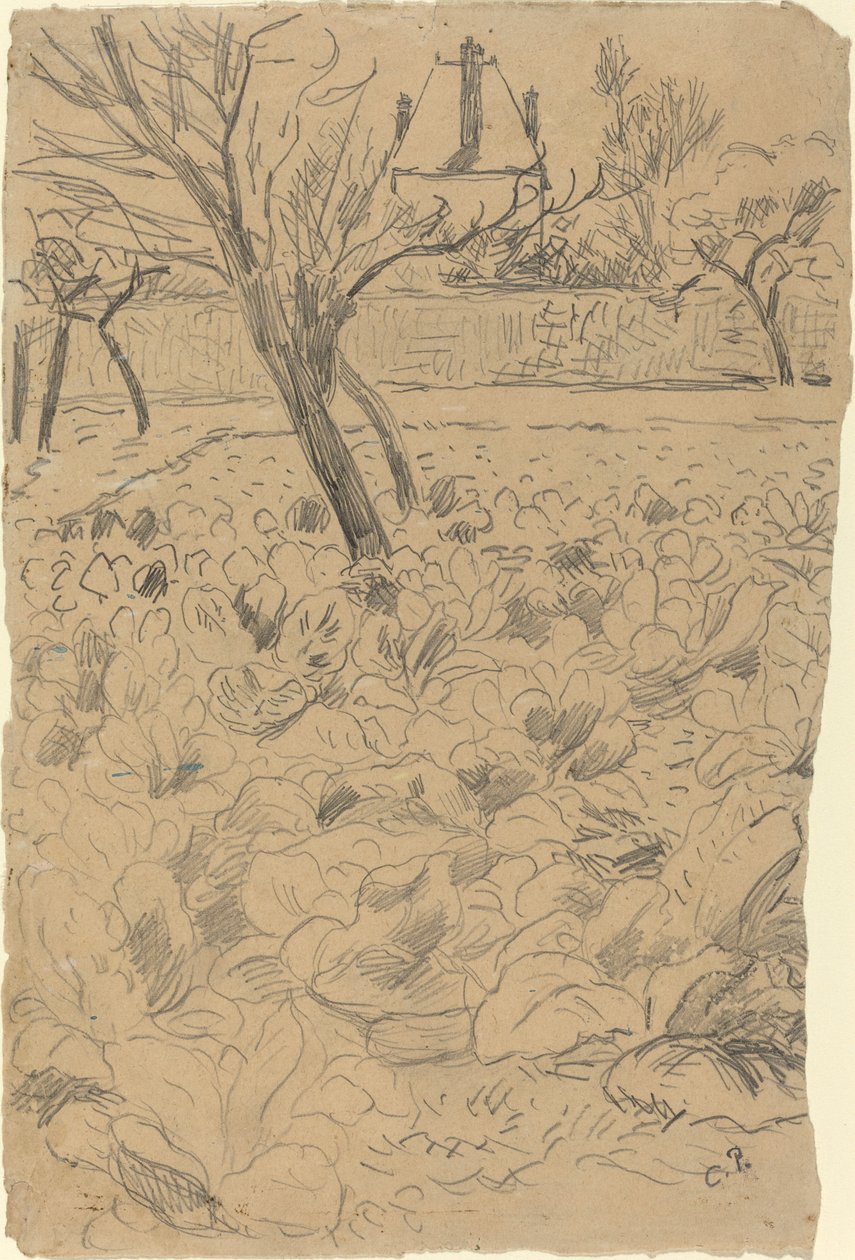 Zelné pole od Camille Pissarro