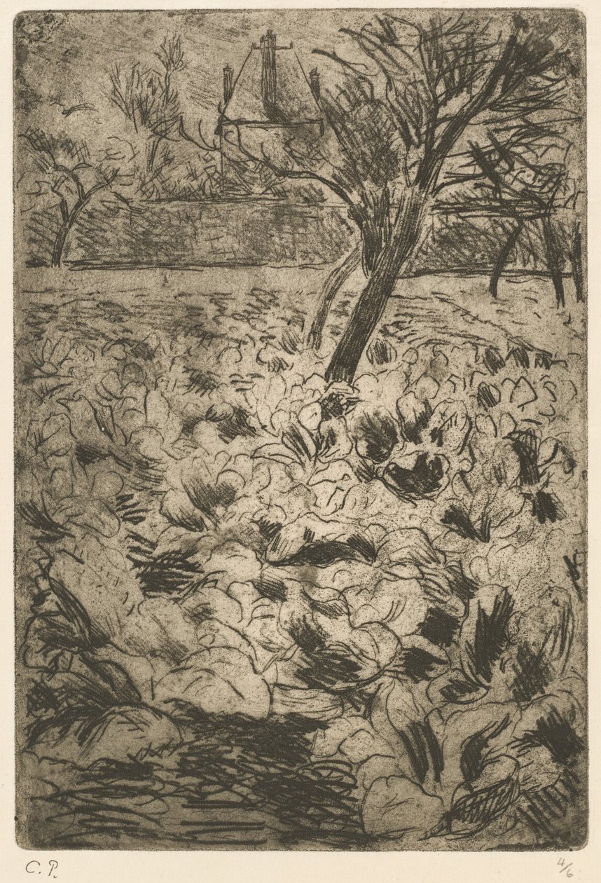 Zelné pole od Camille Pissarro