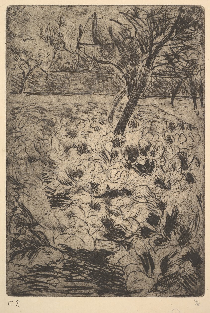 Zelné pole, ca. 1880. od Camille Jacob Pissarro