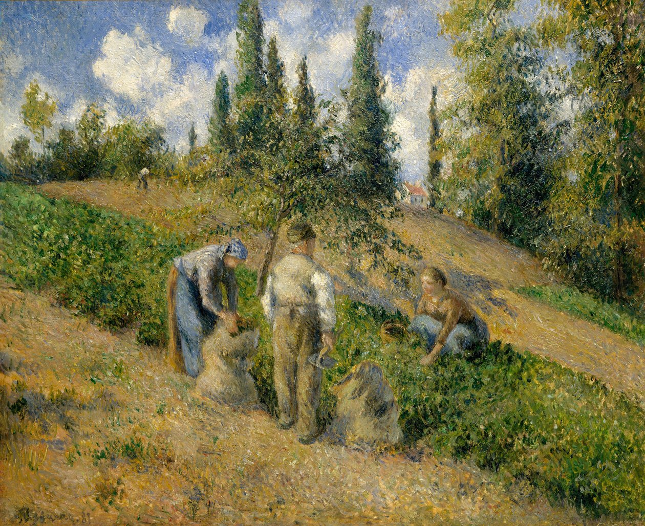 Sklizeň, Pontoise od Camille Jacob Pissarro