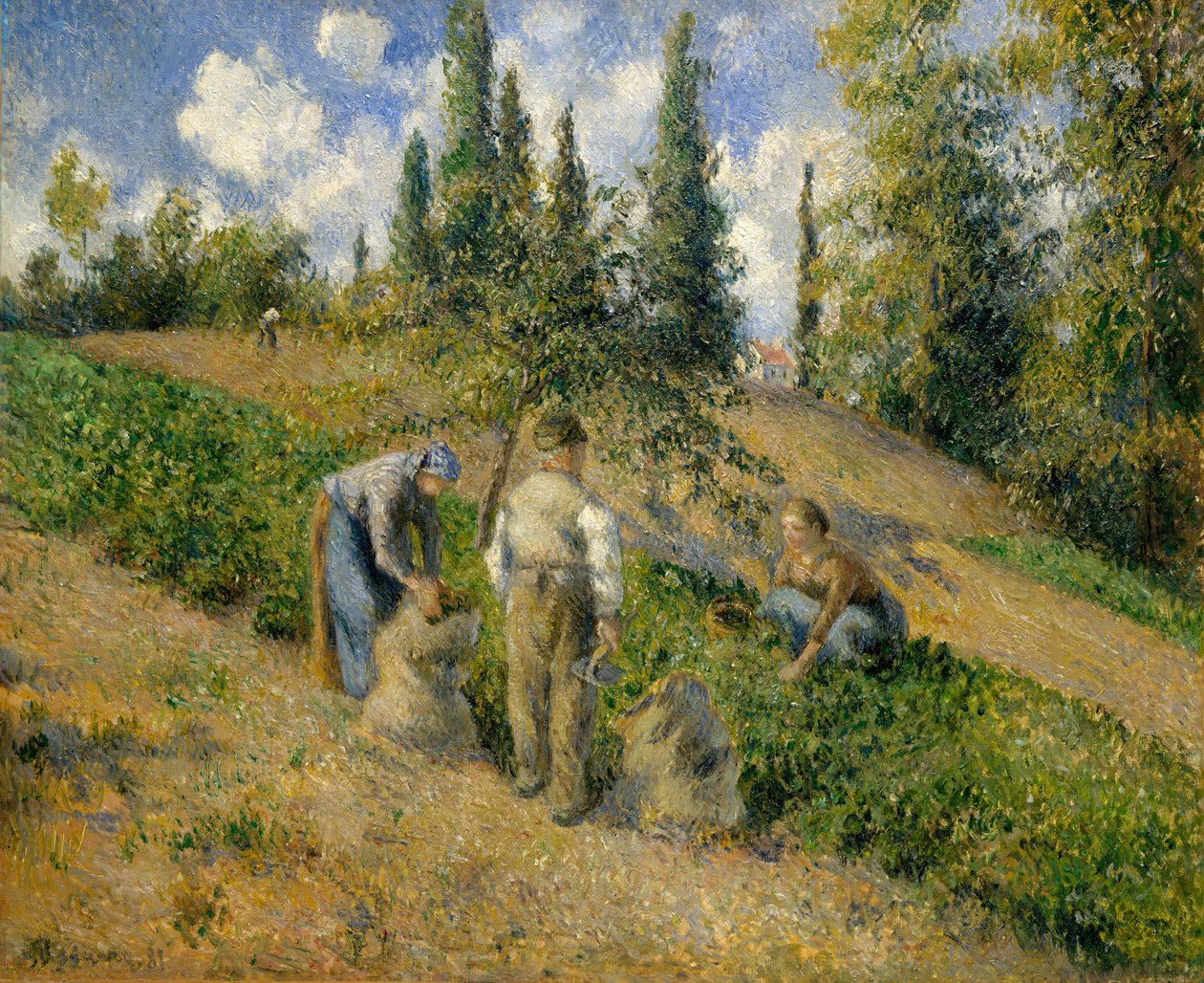 Sklizeň, Pontoise Sklizeň, Pontoise, 1881. od Camille Jacob Pissarro
