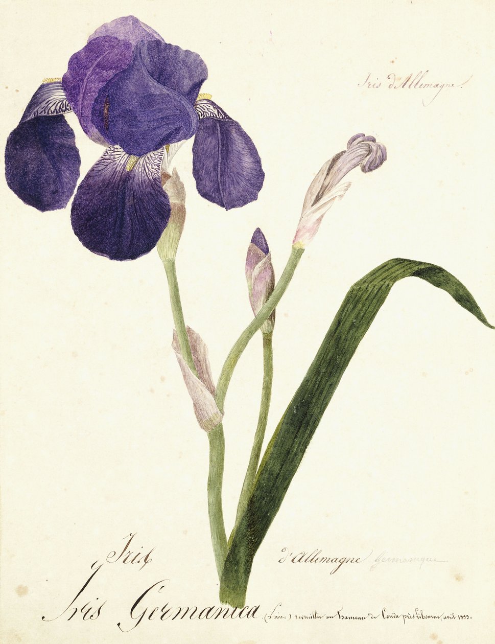 Německá kosatec; Iris Germanica, c. 1815-1851 od Capitaine Pelletier