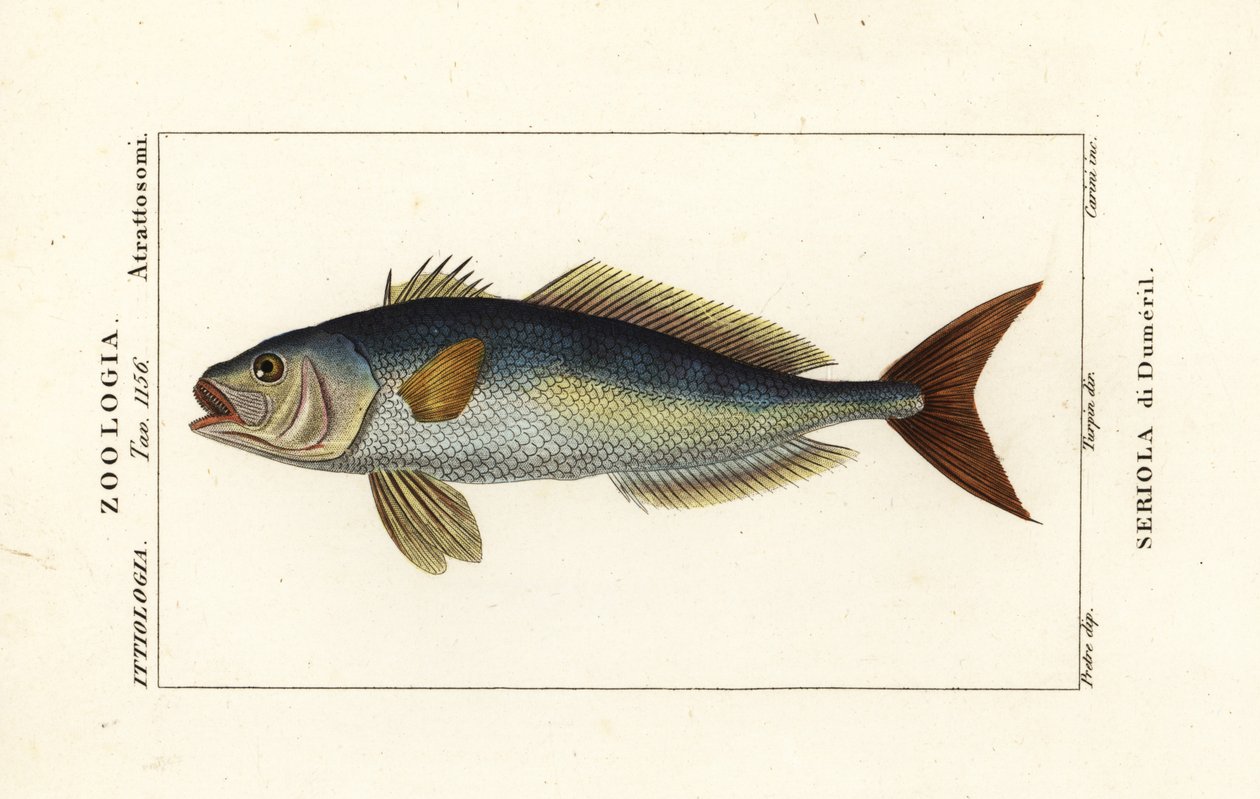 Amberjack větší, Seriola dumerili, Seriola di Dumeril od Carini Carini