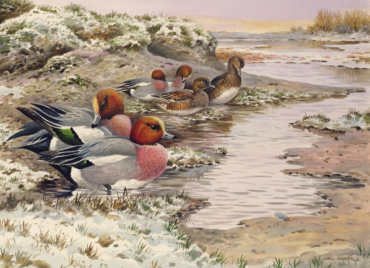Svítání na Washes - Wigeon od Carl Donner