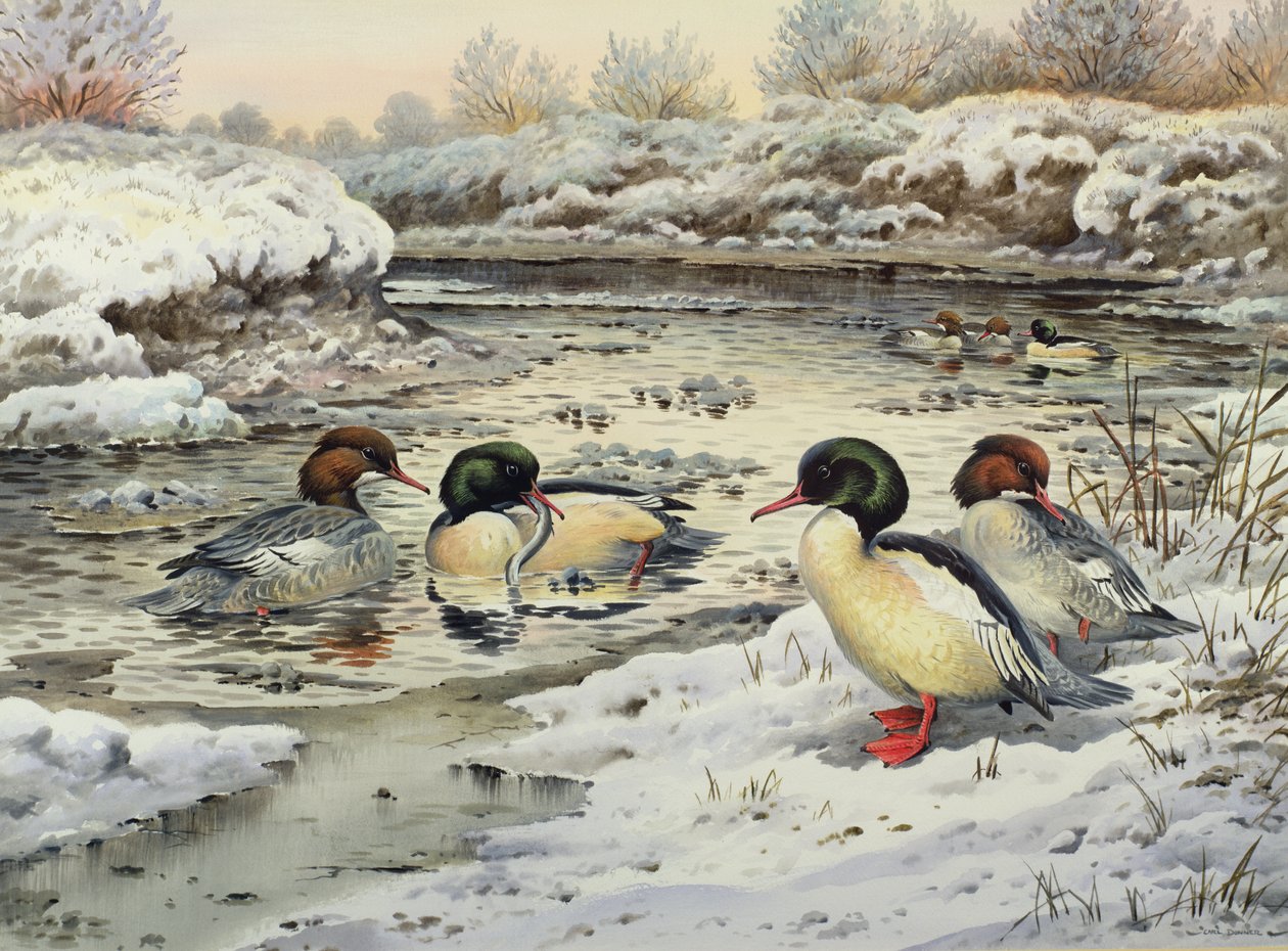 Goosanders od Carl Donner