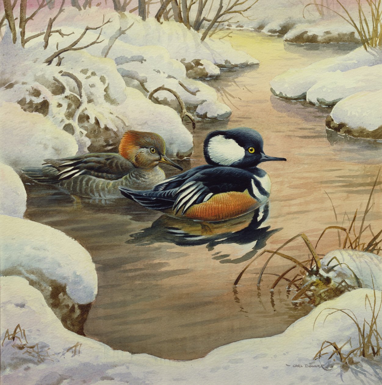 Mergansers s kapucí na bazénu od Carl Donner