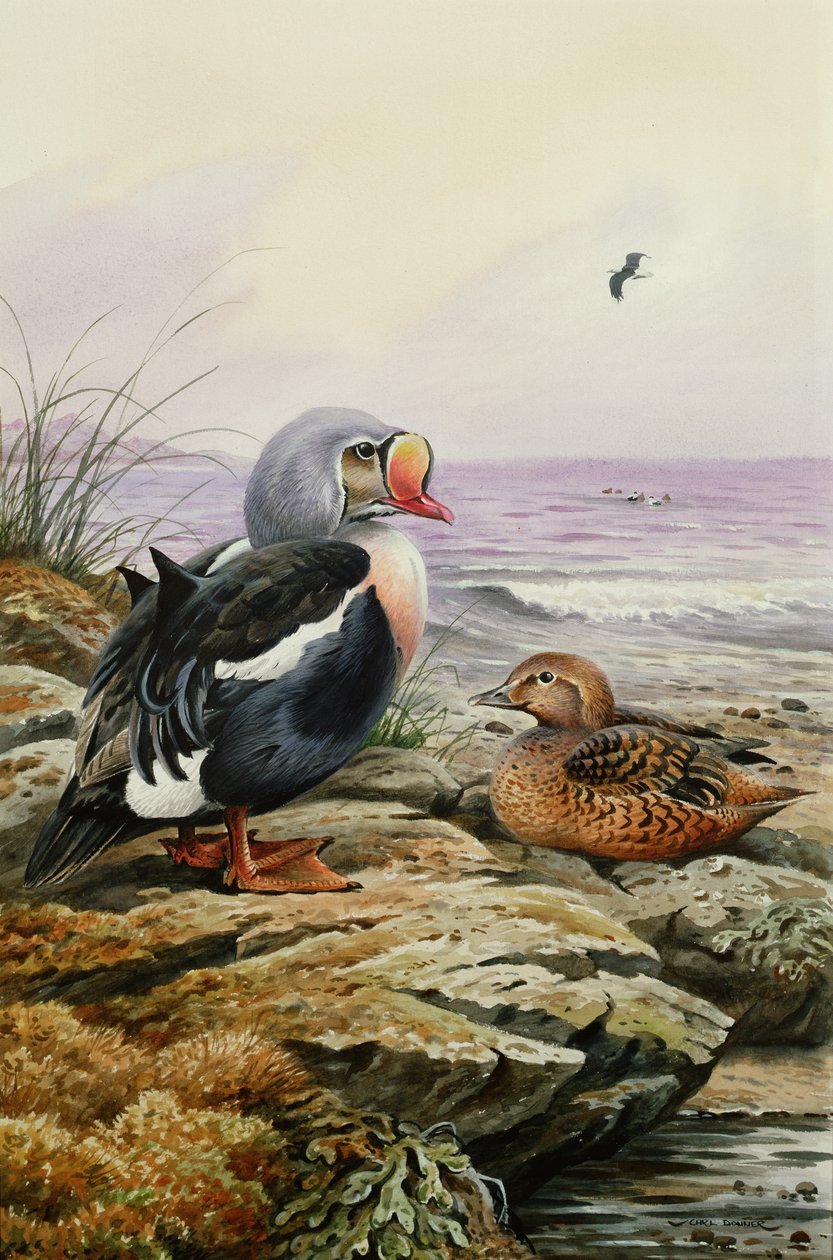 King Eider (toaleta) od Carl Donner
