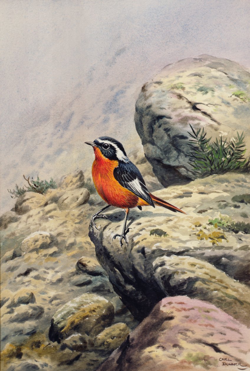 Moussiers Redstart od Carl Donner