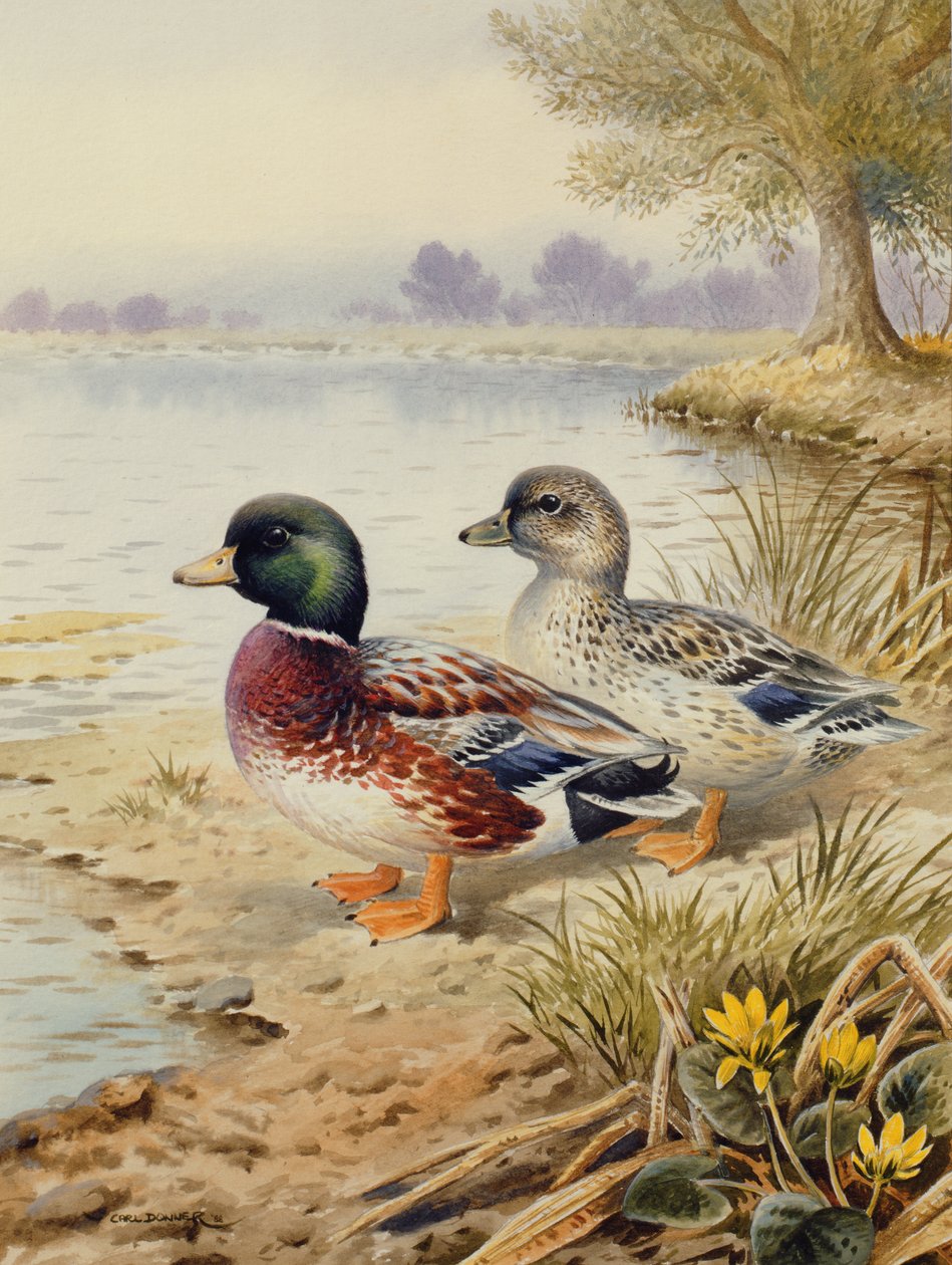 Stříbrné Call Ducks od Carl Donner