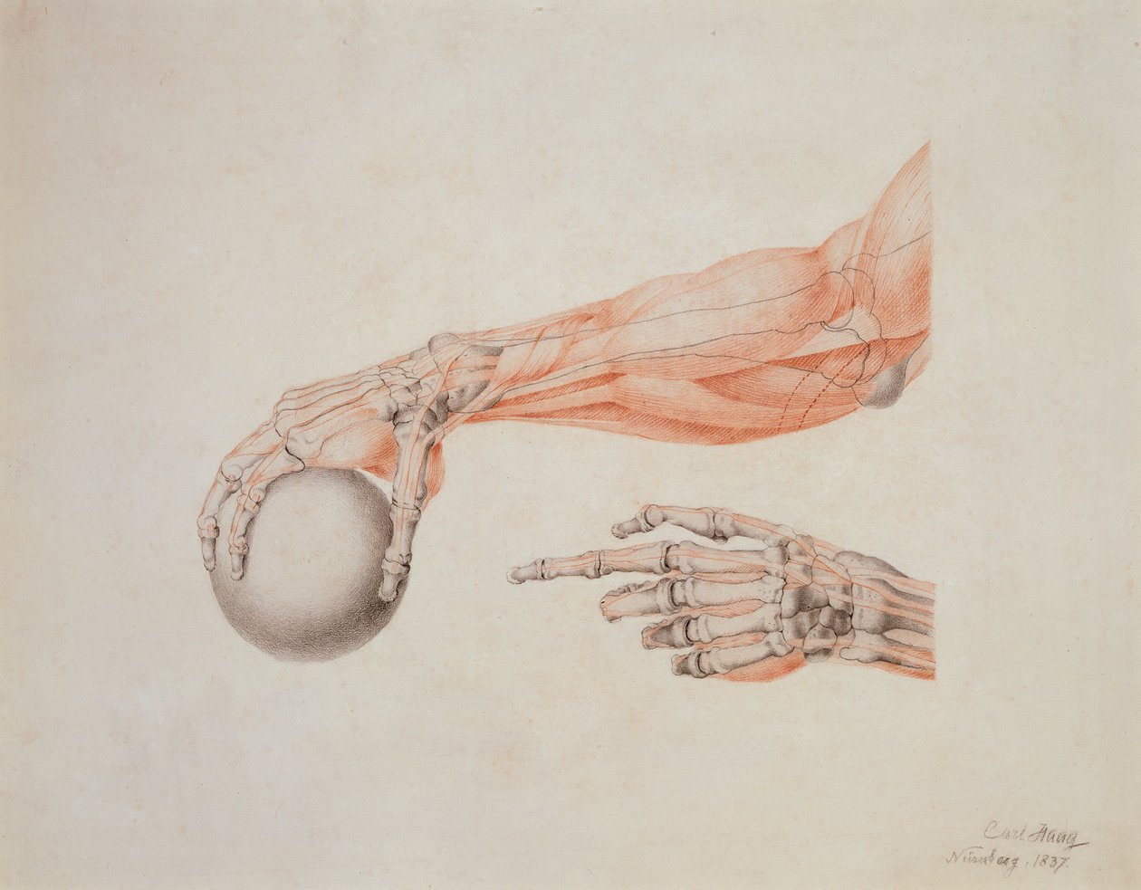 Anatomické ruce, 1837 (barevné křídy na papíře) od Carl Haag