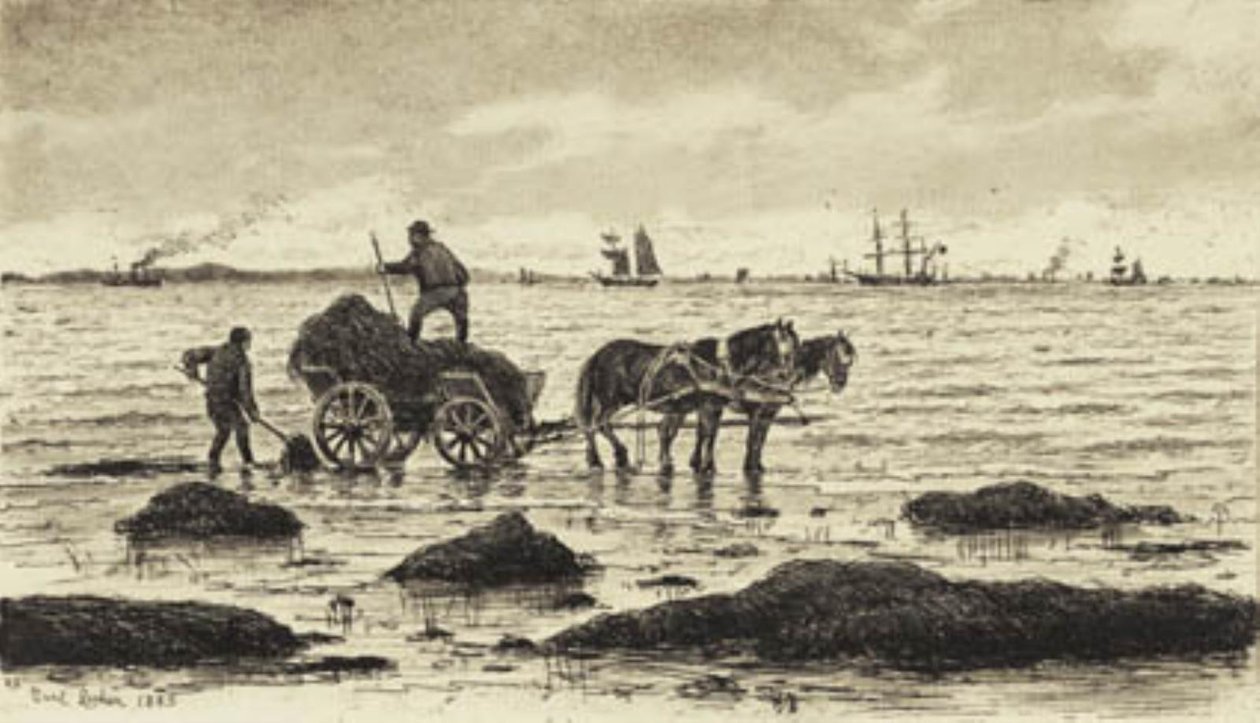 Zemědělci řídí mořské řasy od Carl Locher