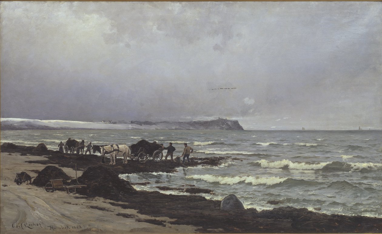 Mořské řasy se nakládají v Hornbæk Strand od Carl Locher