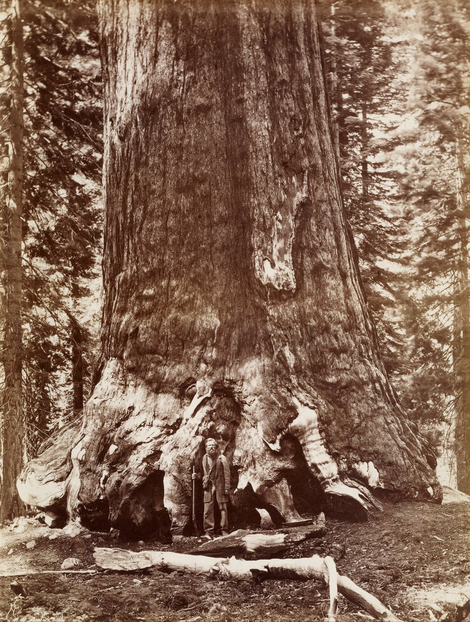 (Grizzly Giant Diameter 33 Ft. Mariposa Grove) od Carleton E. Watkins
