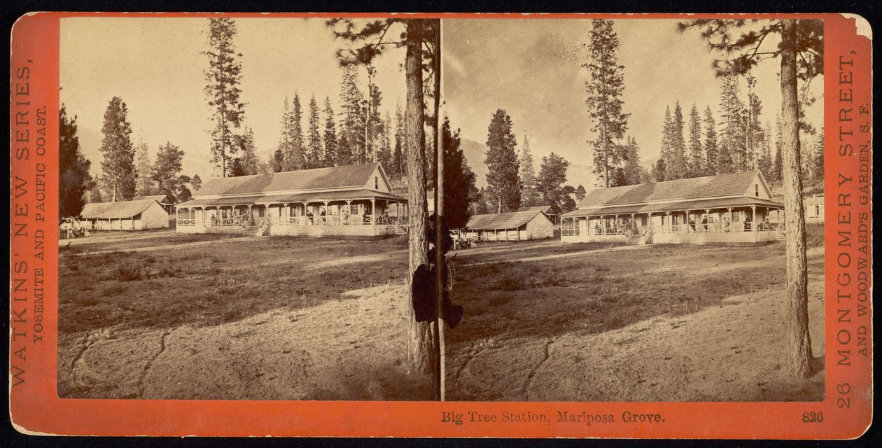 Stanice Big Tree, Mariposa Grove. od Carleton E. Watkins