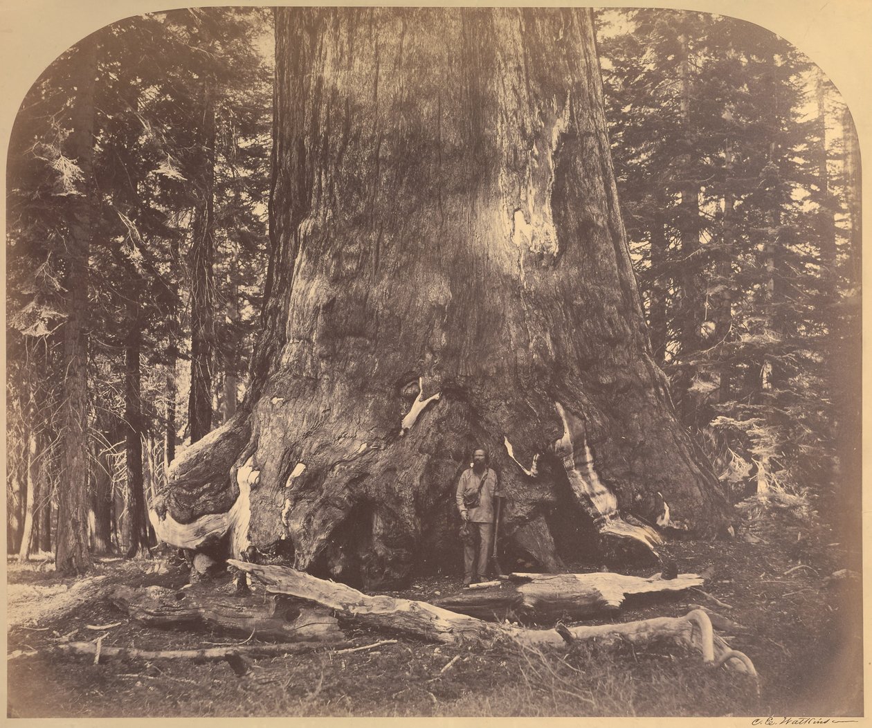Sekce Grizzlyho obra, průměr 33 stop, Mariposa Grove, Yosemite, č. 111 od Carleton E. Watkins