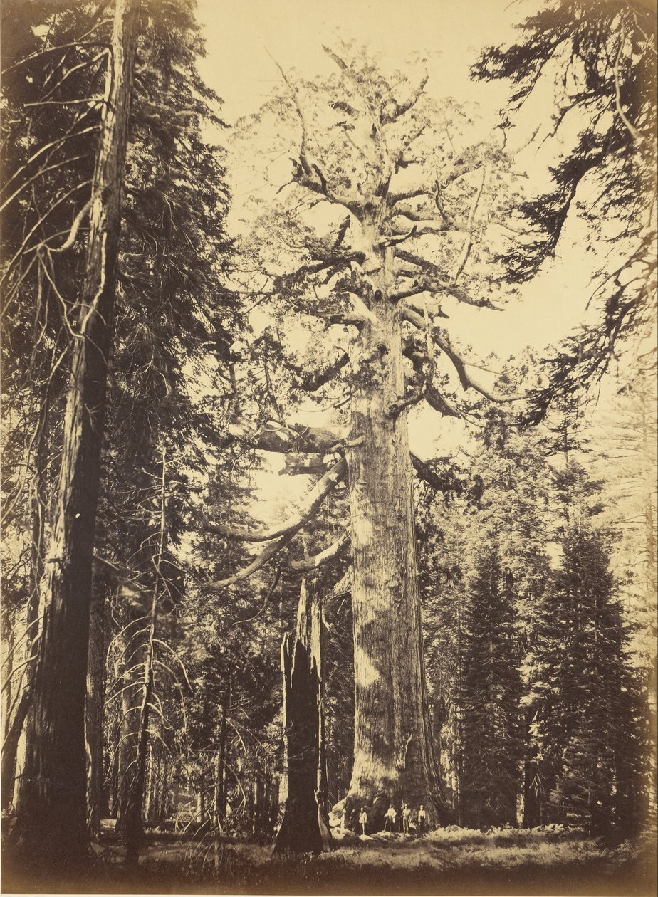Sequoia Gigantea od Carleton E. Watkins