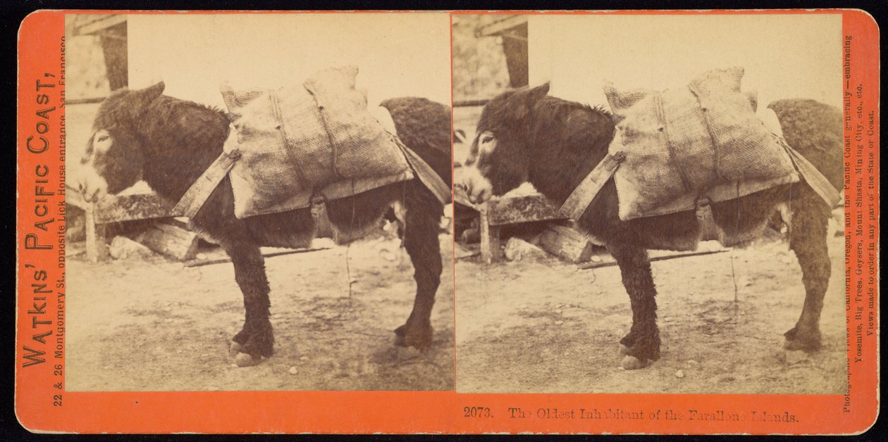 Nejstarší obyvatel Farallone (sic) ostrovů. od Carleton E. Watkins