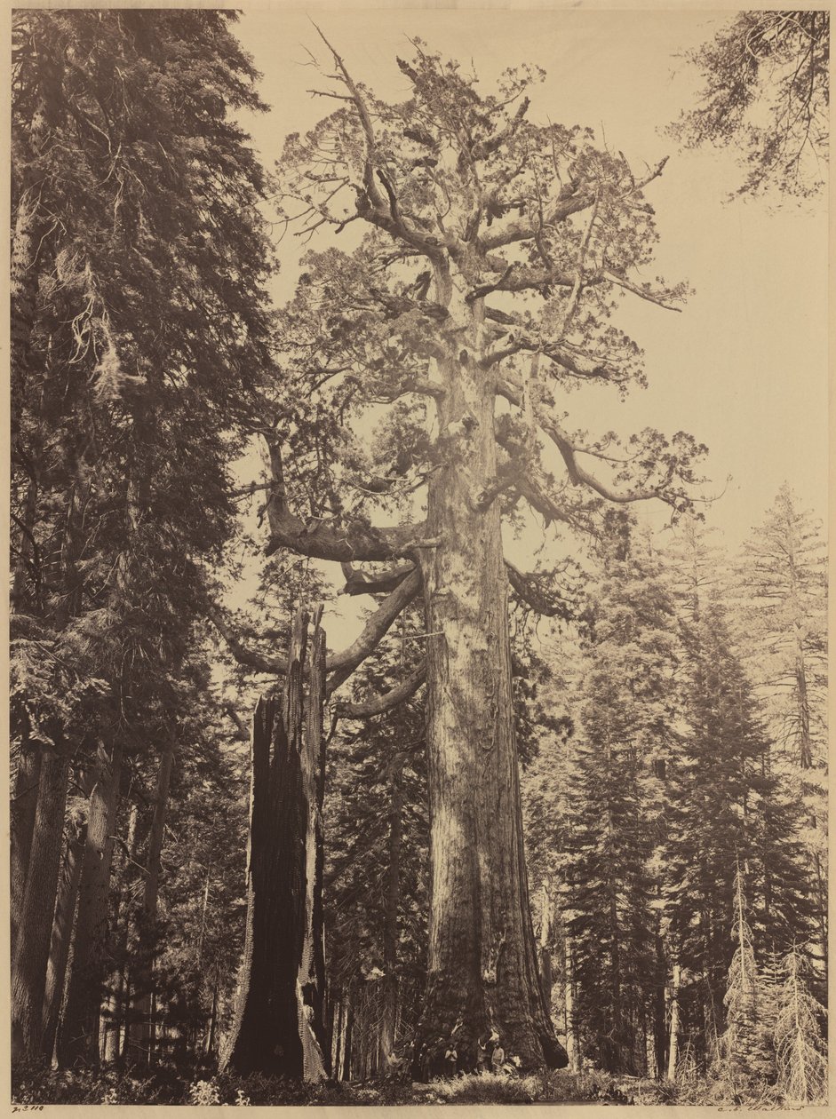 Grizzly Giant, Mariposa Grove od Carleton E. Watkins