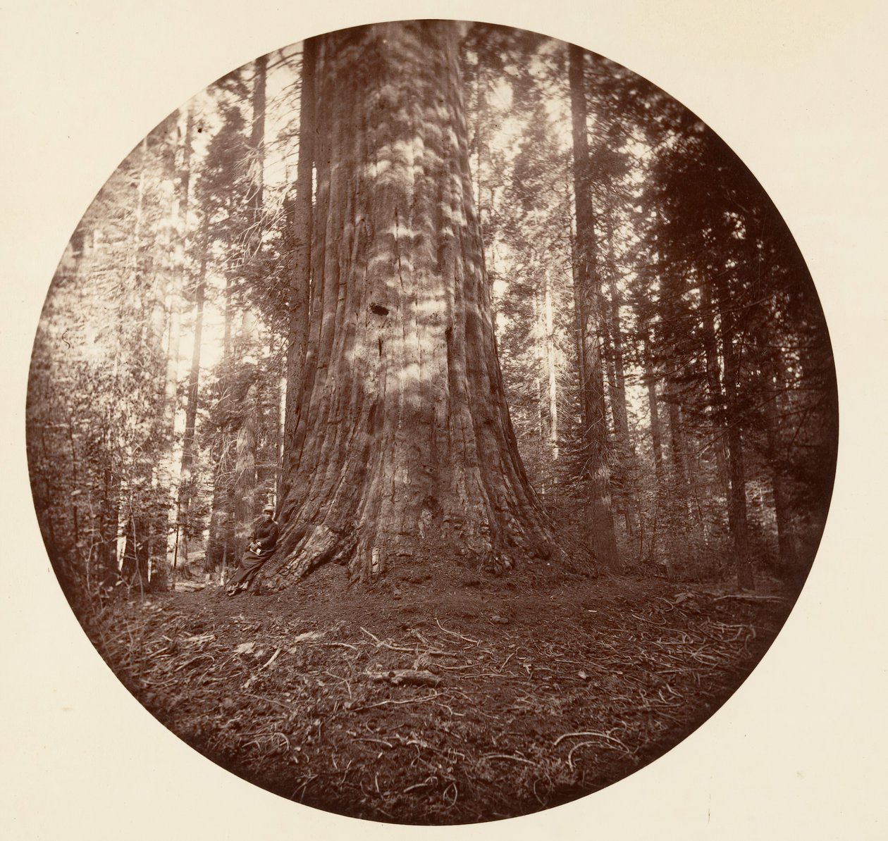 Empire State. C. Grove, ca. 1878. od Carleton Emmons Watkins