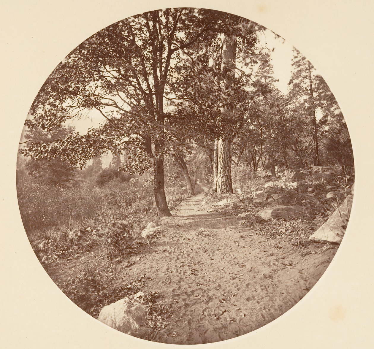 V Yosemitském údolí, ca. 1878. od Carleton Emmons Watkins