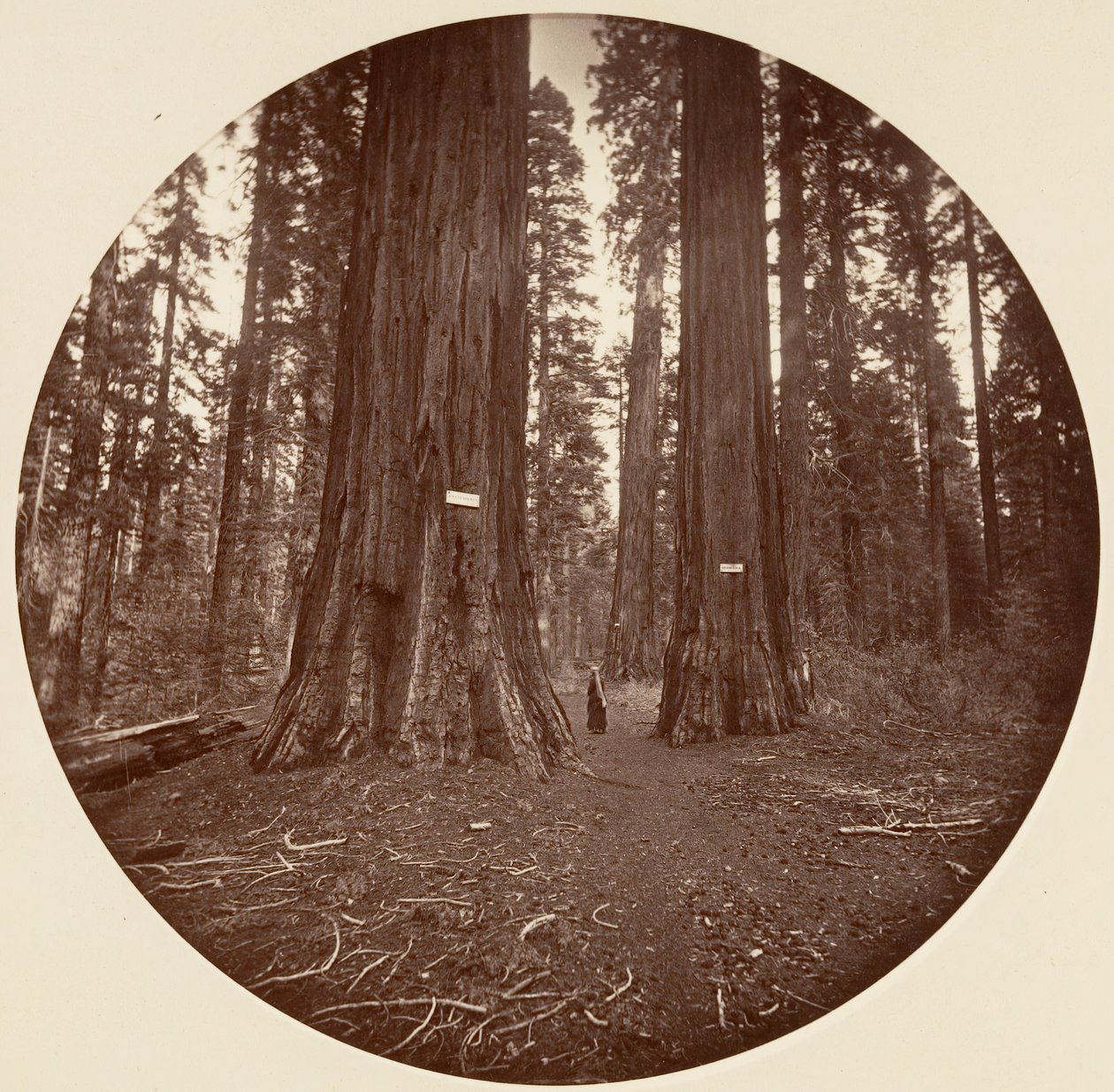 Žádný, ca. 1878. od Carleton Emmons Watkins