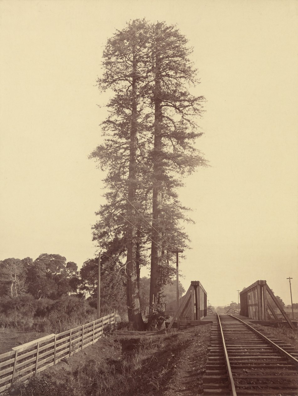 Twin Redwoods, Palo Alto, 1870. od Carleton Emmons Watkins