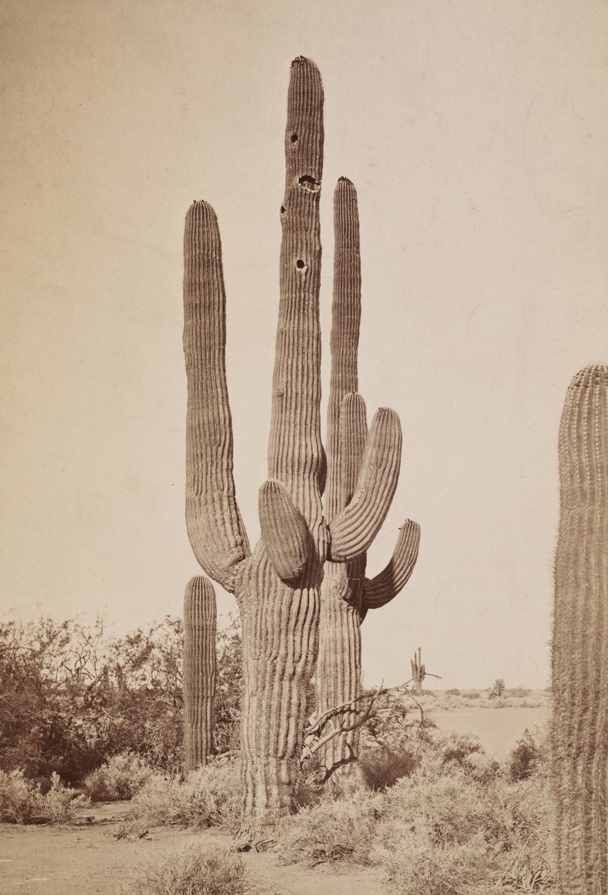 [Kaktus] od Carleton Watkins