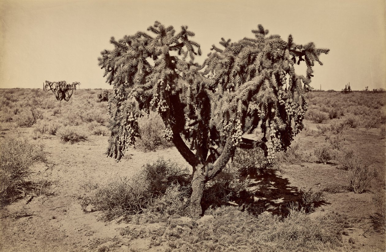 [Kaktus, Arizona Desert] od Carleton Watkins