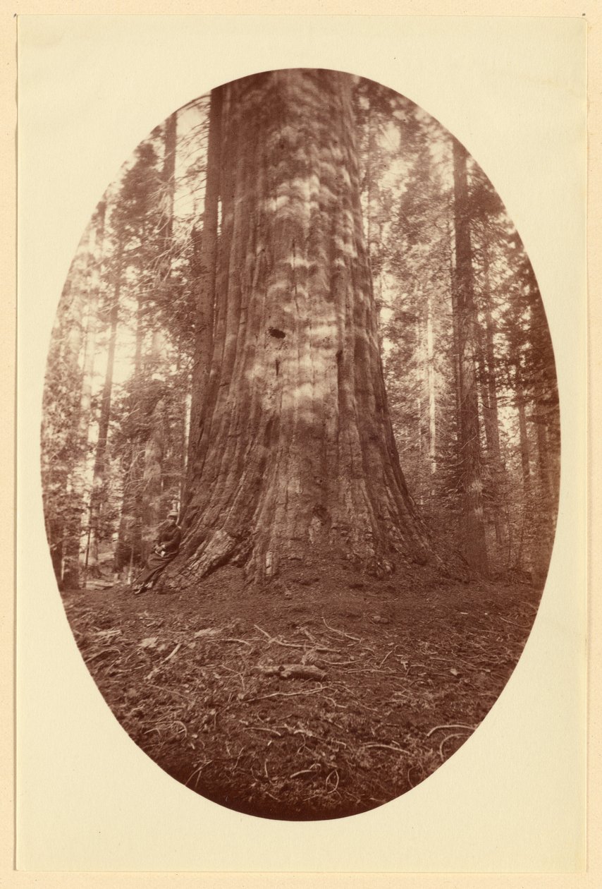 [Empire State Calaveras Grove] od Carleton Watkins