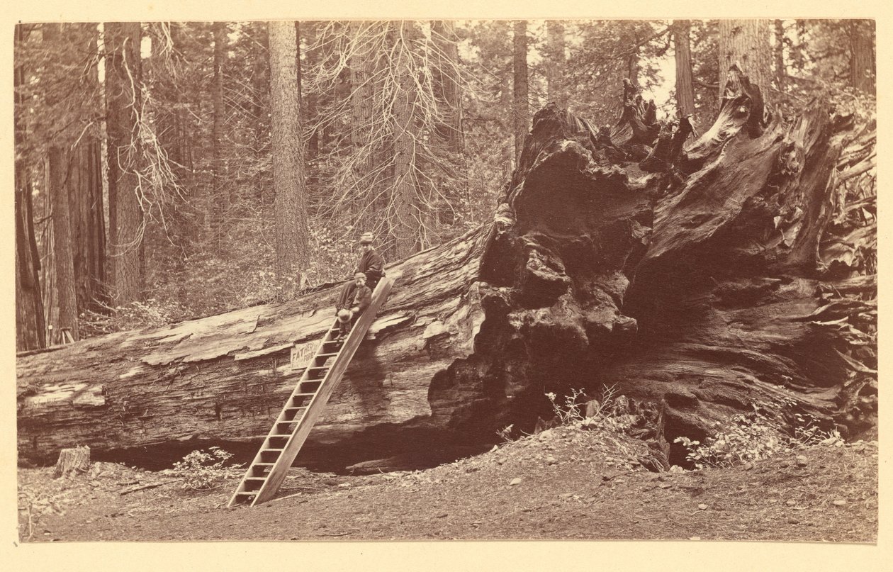 [Otec lesa Calaveras Grove] od Carleton Watkins