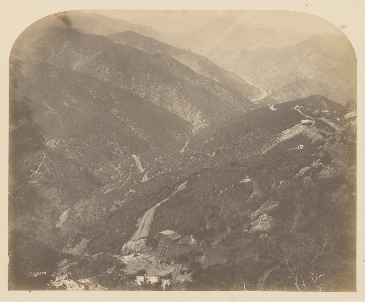 Josephine a Pine Tree od Carleton Watkins