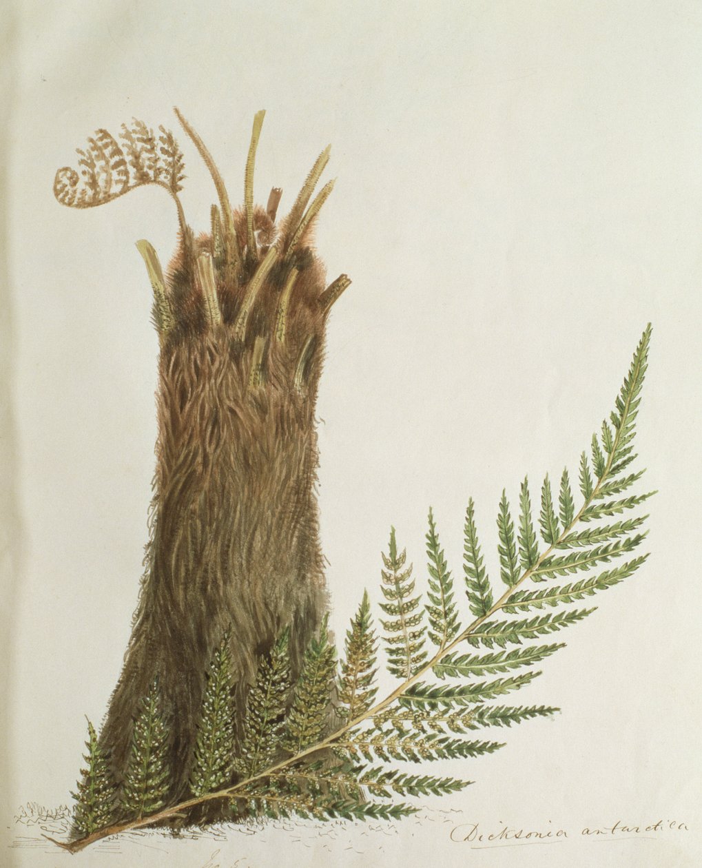 Studie kapradiny, 19. století od Caroline Louisa Meredith
