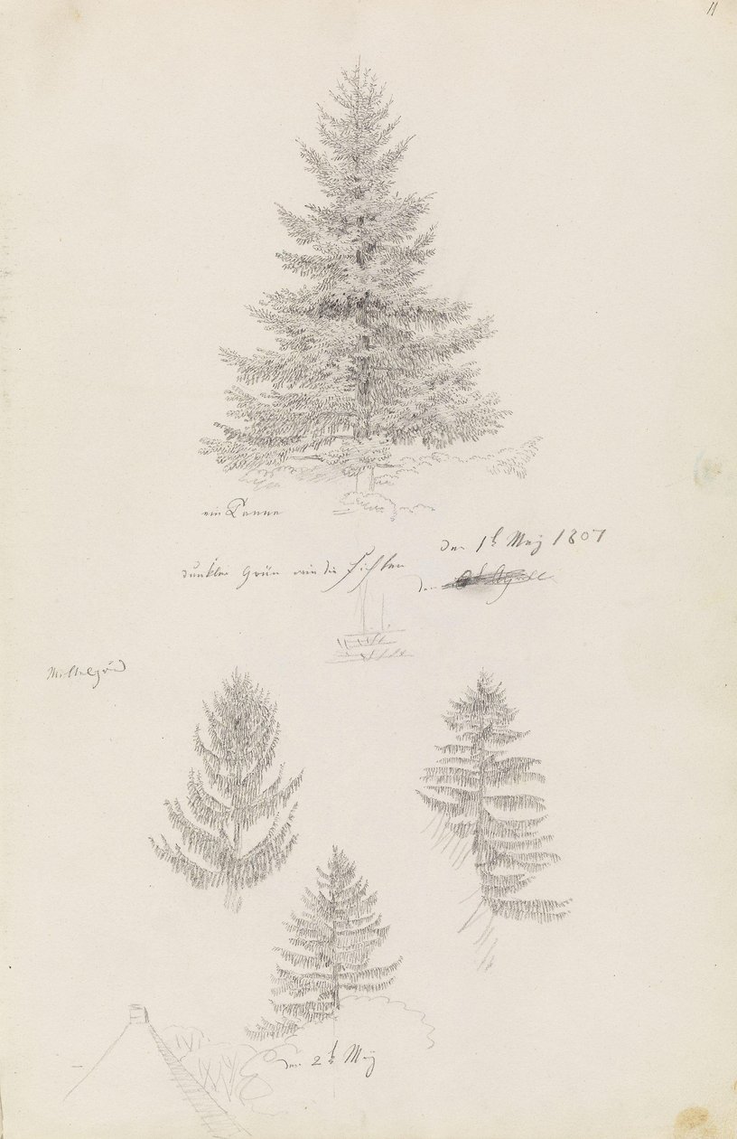 Jedle a tři studie smrku od Caspar David Friedrich