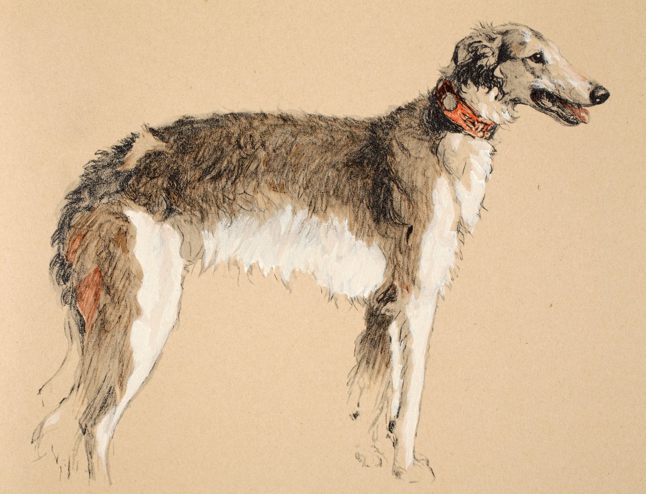 Barzoj, 1930, ilustrace z jeho Sketch Book použité pro „Just mezi přáteli“, Aldin, Cecil Charles Windsor (1870-1935), později vydané nakladatelstvím Eyre and Spottiswoode Limited, 1934, Chalk and Charcoal on od Cecil Charles Windsor Aldin