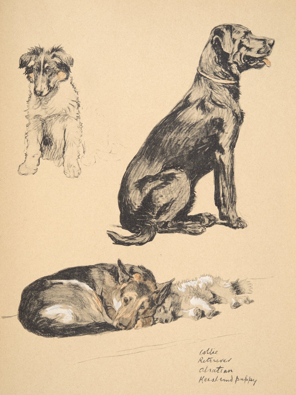 Štěně kolie, retrívra, alsaského a keeshonda, 1930, ilustrace z jeho knihy náčrtů použité pro „Just mezi přáteli“, Aldin, Cecil Charles Windsor (1870-1935), později vydal Eyre a Spottiswood od Cecil Charles Windsor Aldin