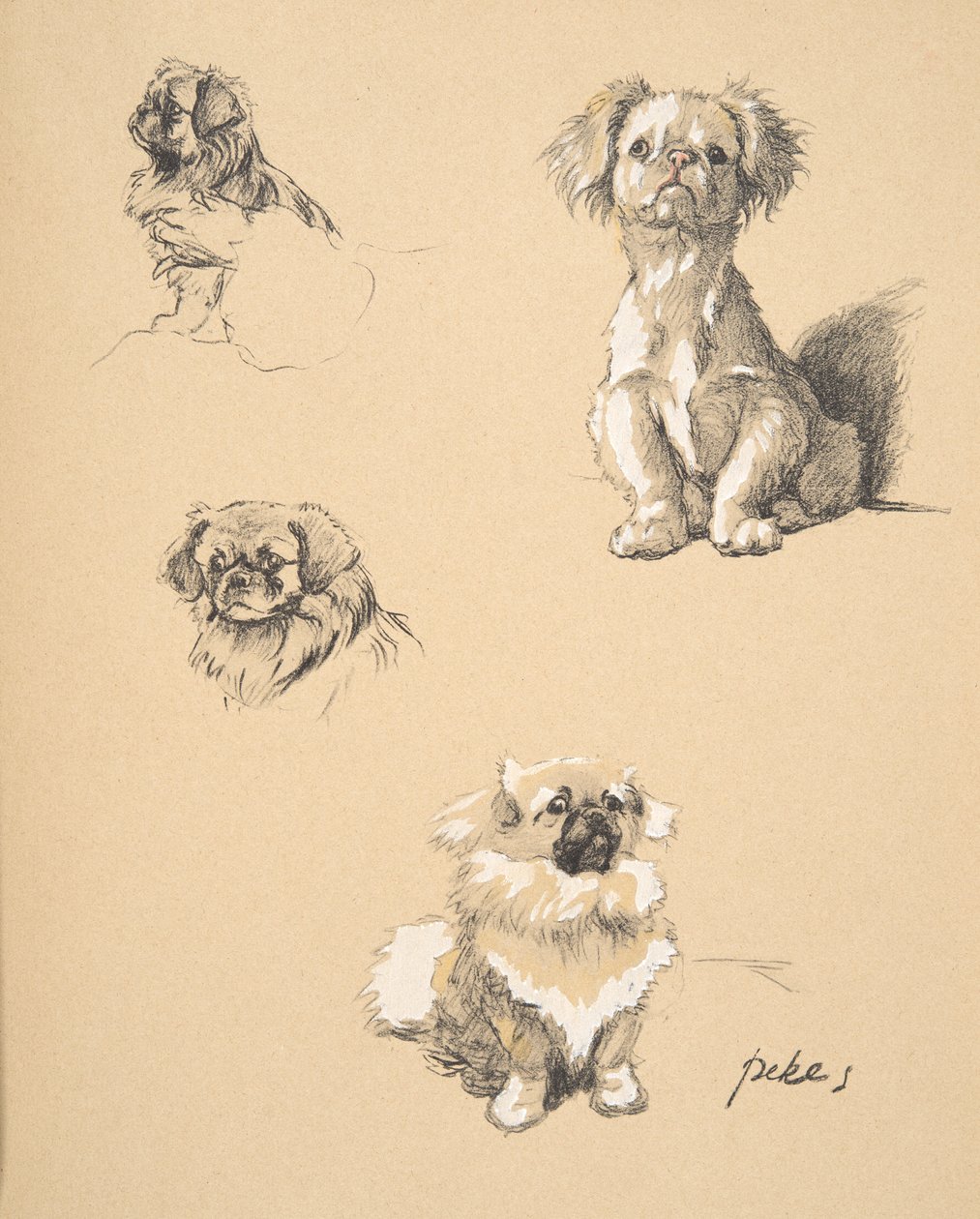Pekes, 1930, ilustrace z jeho Sketch Book použité pro „Just mezi přáteli“, Aldin, Cecil Charles Windsor (1870-1935), později vydal Eyre a Spottiswoode Limited, 1934, Chalk and Charcoal na str. od Cecil Charles Windsor Aldin