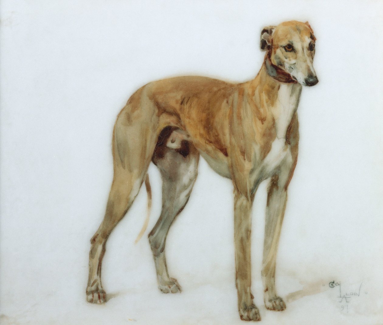 A Fawn Greyhound, 1897 od Cecil Charles Windsor Aldin