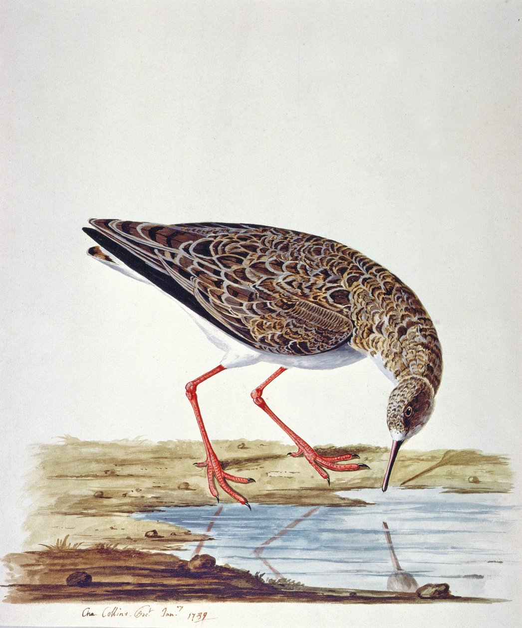 Sandpiper vlnitý od Charles Collins