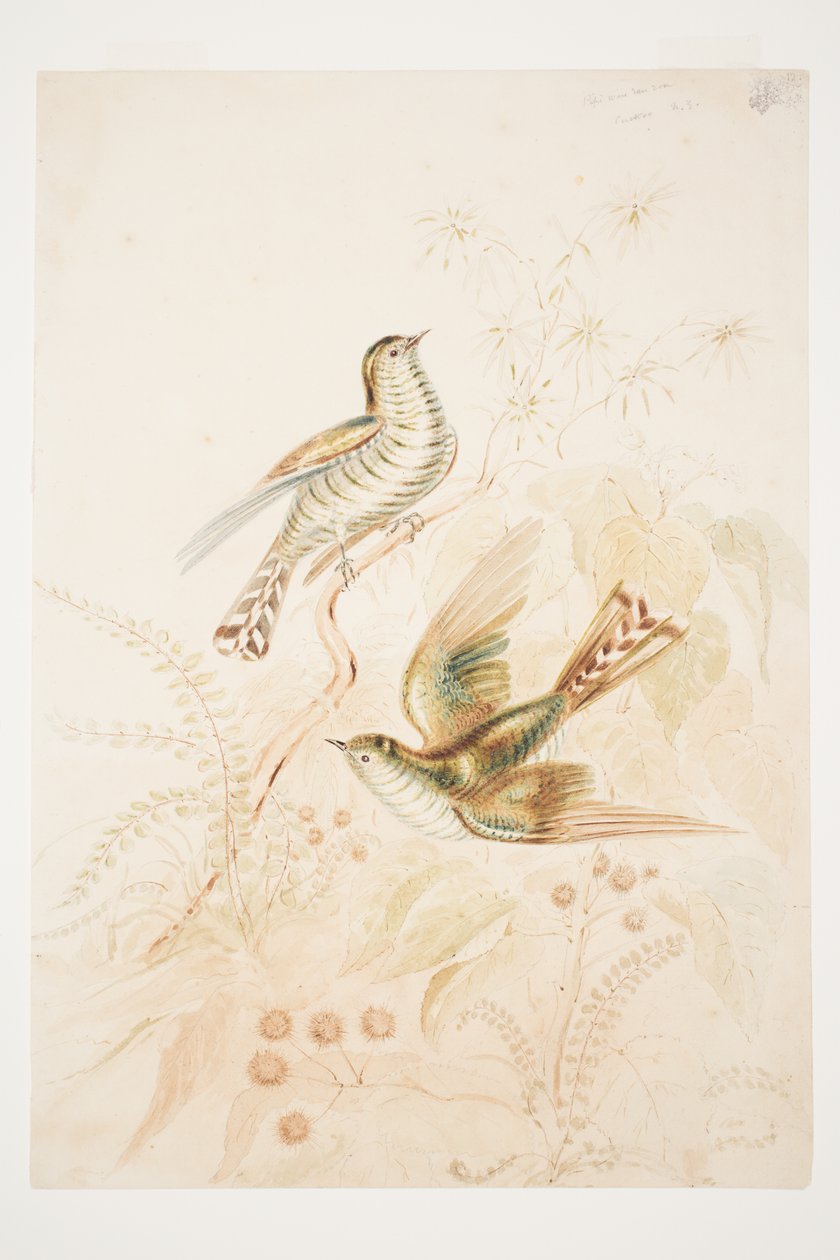 Pipi dlouholistá (Pipiwharauroa) Kukačka N.Z. od Charles Heaphy