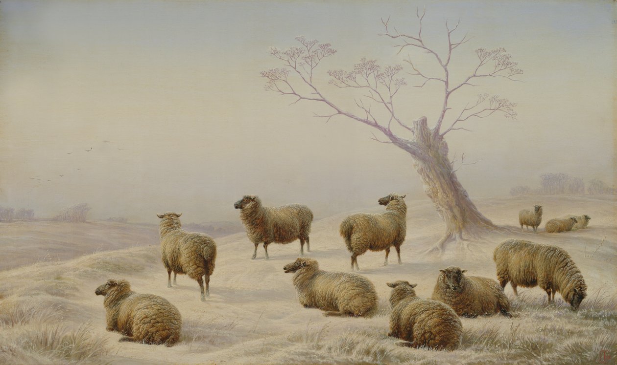Ovce ve sněhu, 1880 od Charles Jones