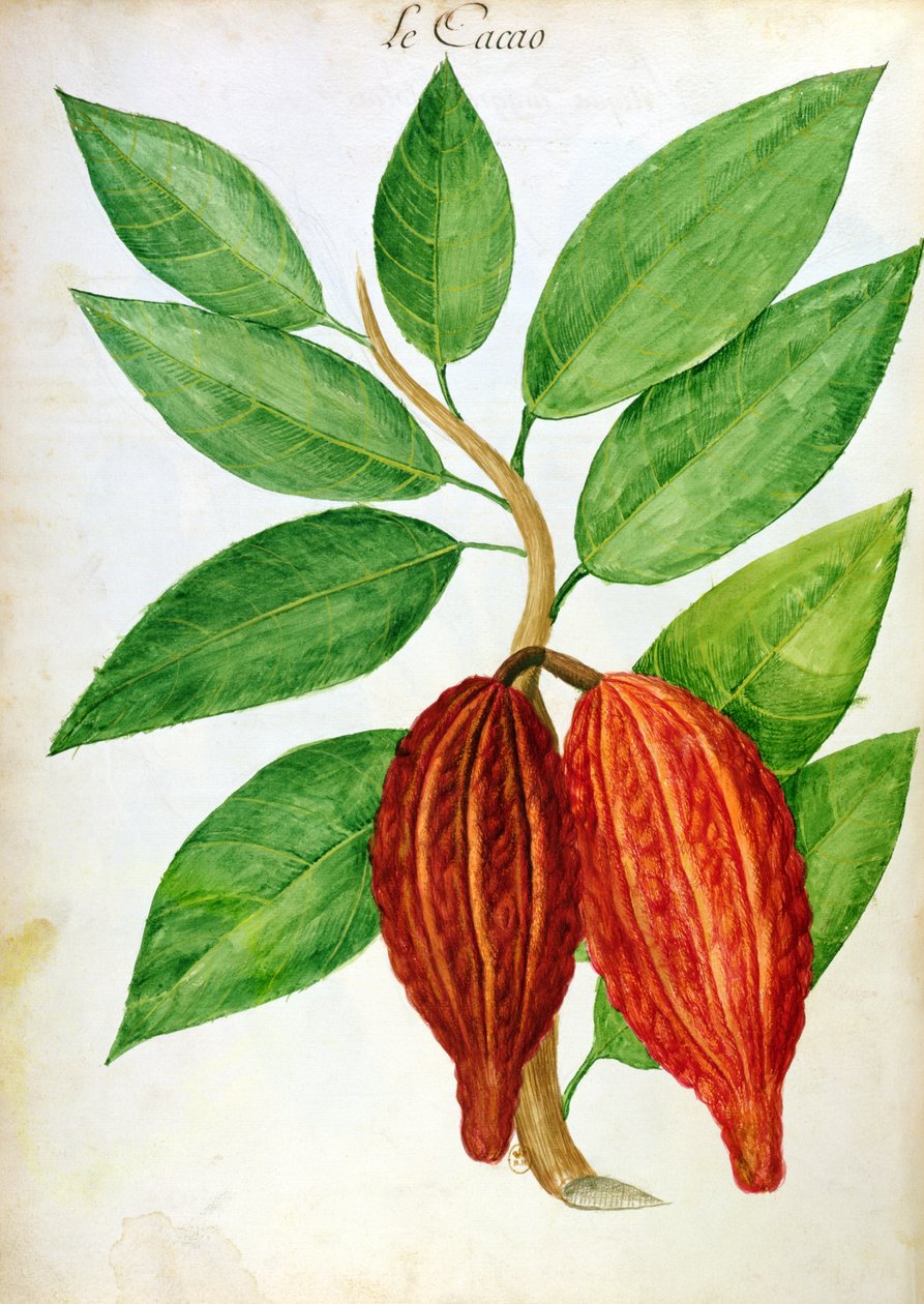 Cacao, z rukopisu o rostlinách a civilizaci na Antilách, kolem roku 1686 od Charles Plumier