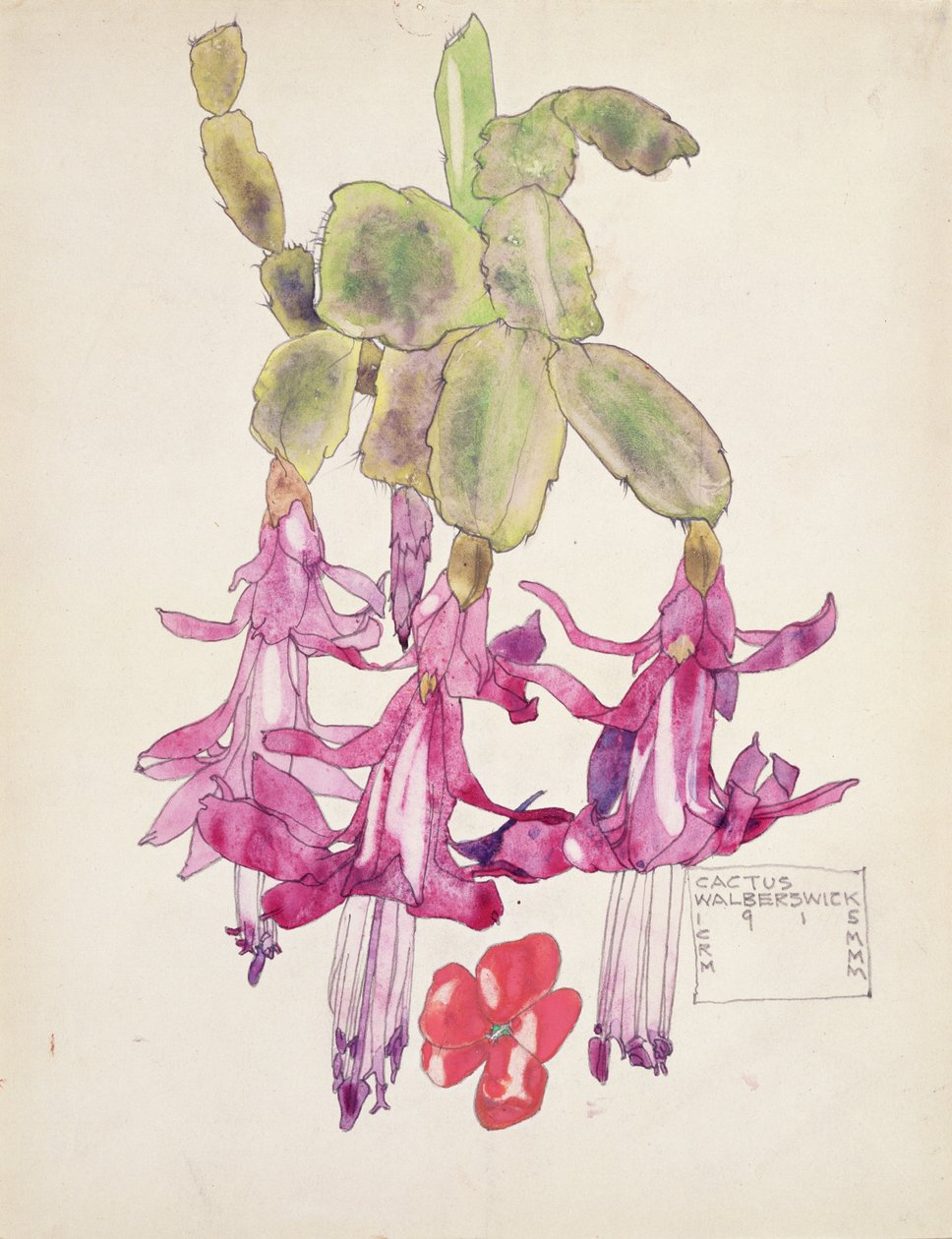 Kaktusový květ od Charles Rennie Mackintosh