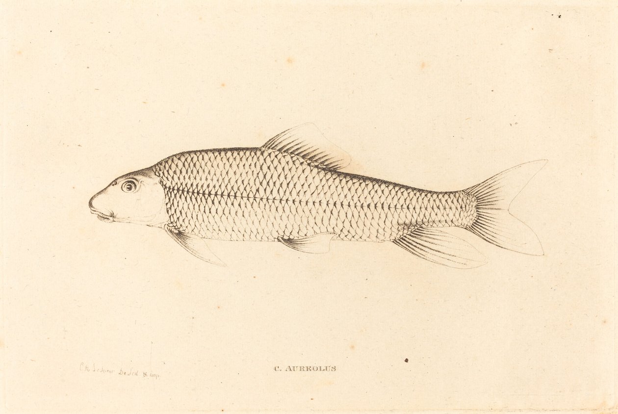 C. Aureolus od Charles Alexandre Lesueur