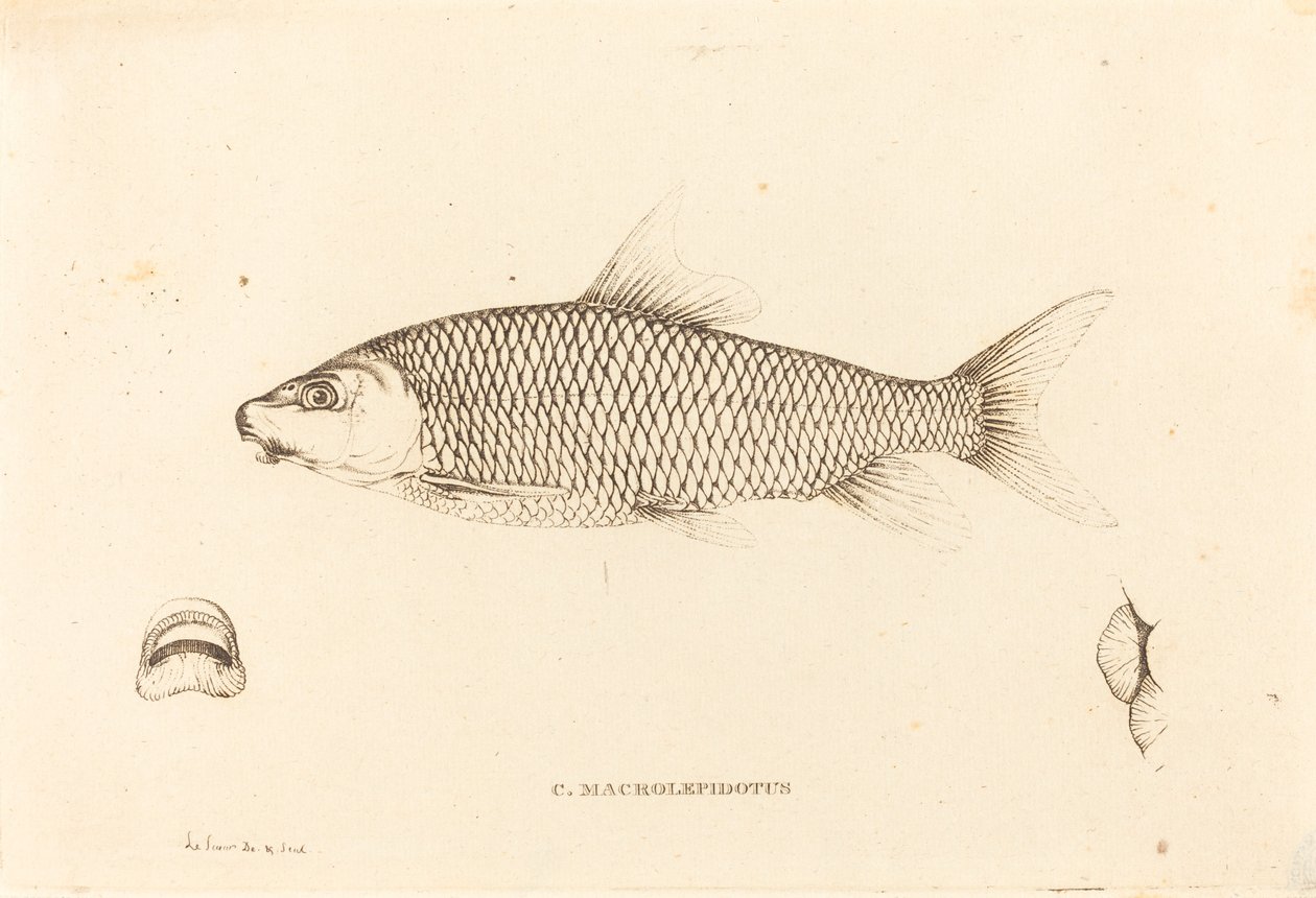 C. Macrolepidotus od Charles Alexandre Lesueur