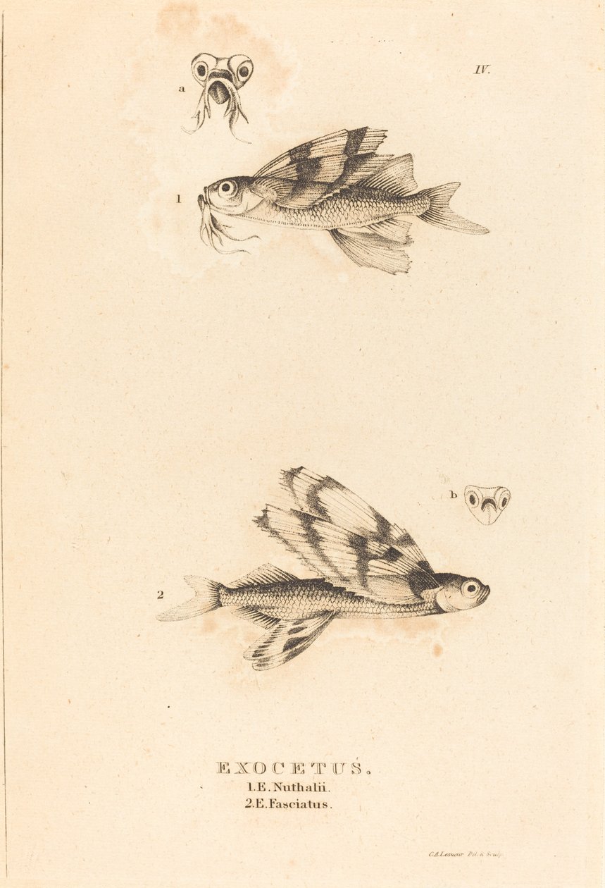 Exocetus od Charles Alexandre Lesueur