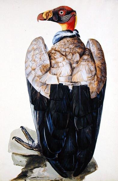 Vulture (kvaš na papíře) od Charles Collins