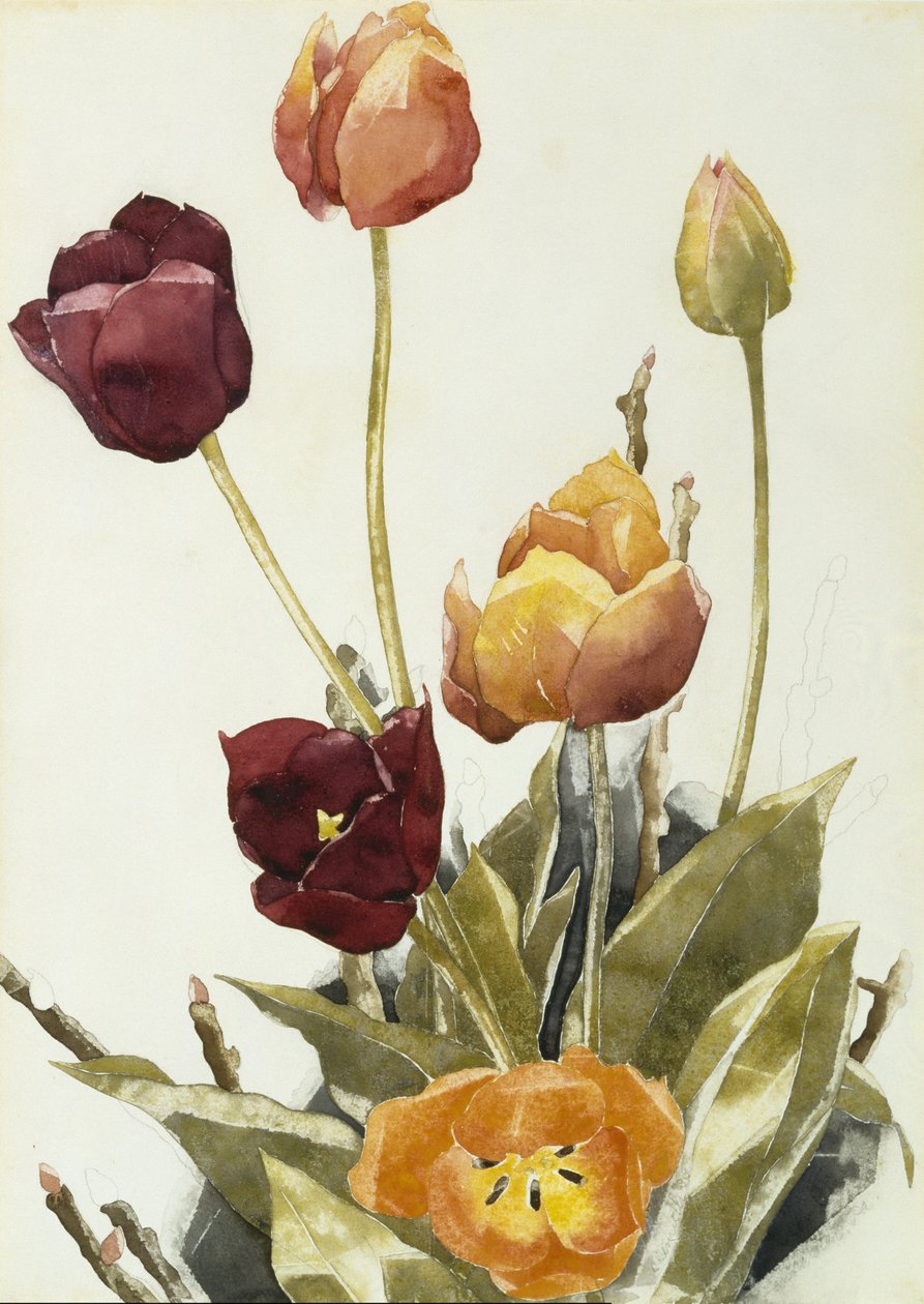 Tulipány, 1933 (akvarel a grafit na papíře) od Charles Demuth