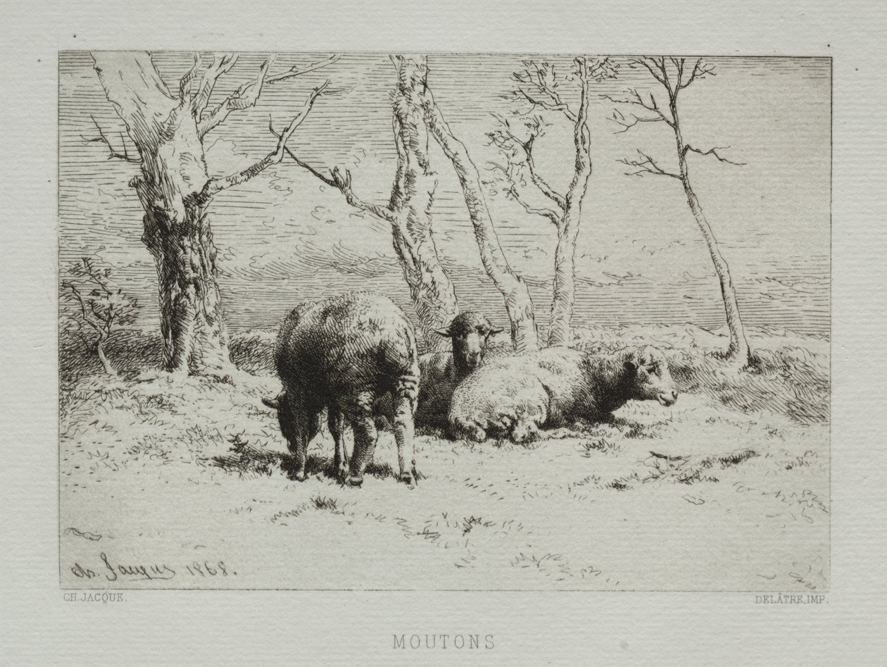 Ovce od Charles Emile Jacque