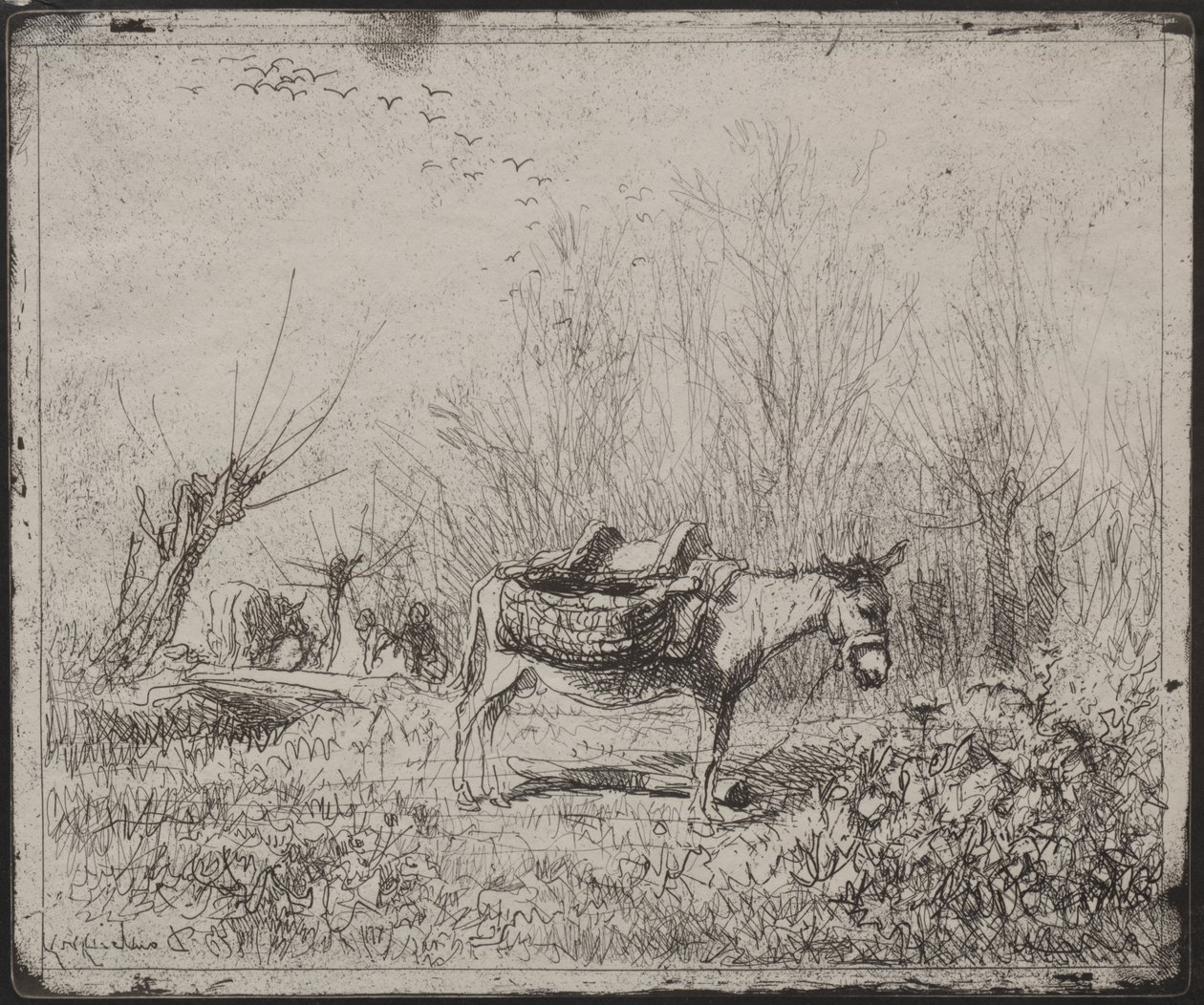 Osel v poli od Charles Francois Daubigny
